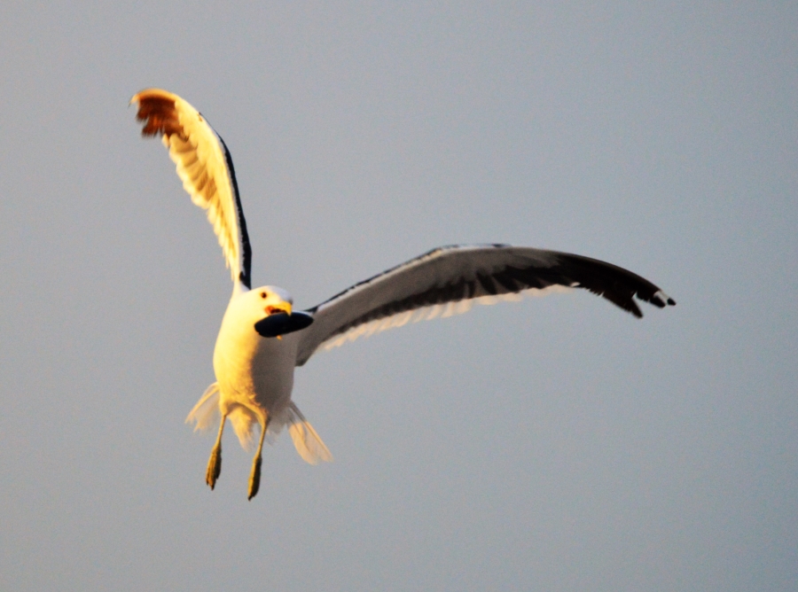 0 Bedroom Property for Sale in Steenbergs Cove Western Cape